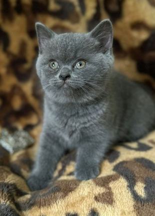 Британские котята котенок девочка голубая британский котенок
