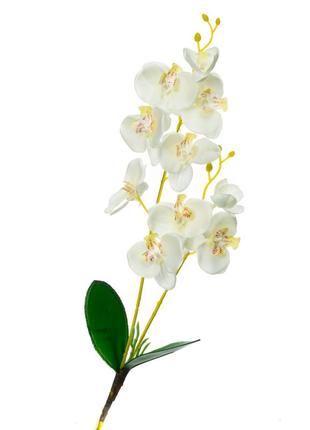 Орхидея катлея, белая с розовым