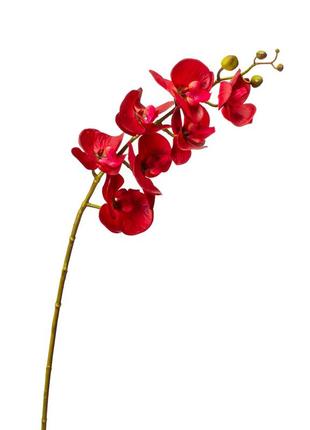 Орхидея фаленопсис, красная