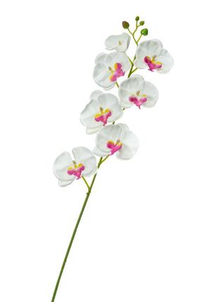 Орхидея фаленопсис, белая с  розовым