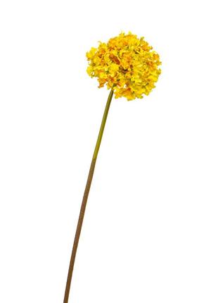 Цветок "гортензия шаровидная" жёлтая