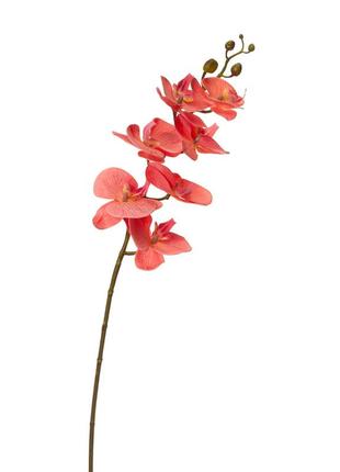 Орхидея фаленопсис, персиковая