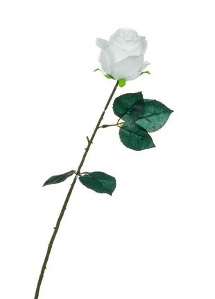 Роза, белая, 69
