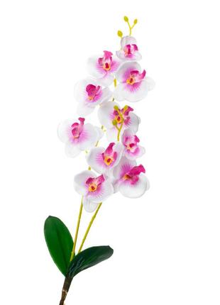 Орхидея катлея, белая с розовым
