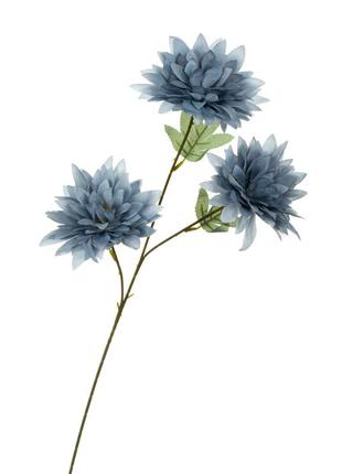Хризантема, блакитна