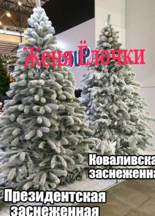 Ёлки и Сосны!