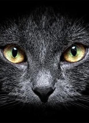 Набор алмазной мозаики вышивки Взгляд кота в темноте Черный ко...