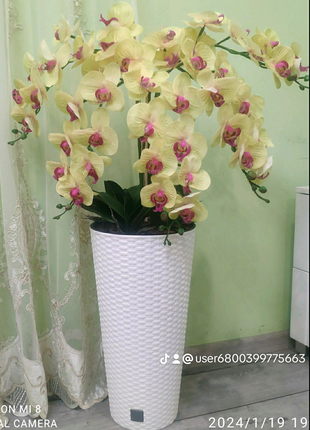 Латексна Орхідея Преміум