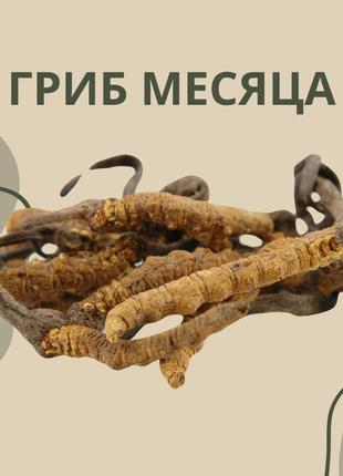 Кордицепс військовий. Cordyceps militaryaris. гриб довголіття