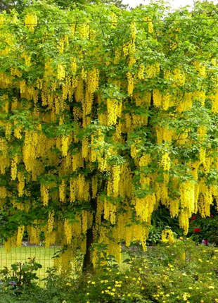Насіння дерева "Золотий дощ"