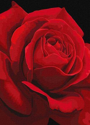 Картина по номерам Идейка Красная роза ©annasteshka 40х40см KH...
