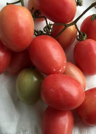 Насіння томату "Пхукет" (20 насінин)