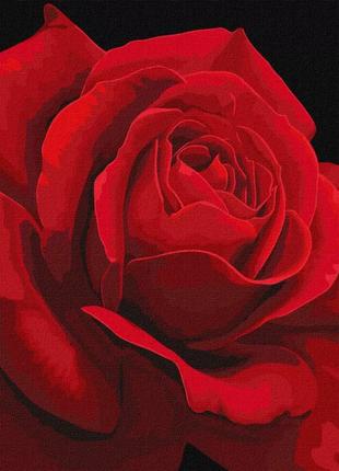 Картина по номерам Идейка Red Rose 40x40см KHO3238 набор для р...