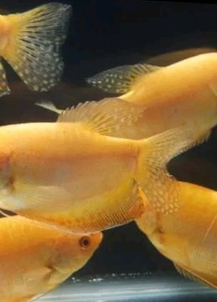 Акваріумні рибки Гурамі золоті