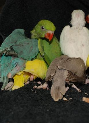 Ожереловые попугаи  различных окрасов