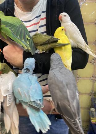 Ожереловае попугаи выкормыши синего цвета
