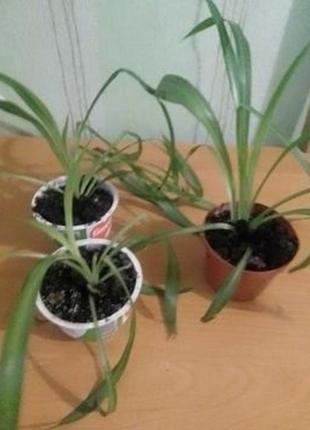 Комнатные растения хлорофитум
