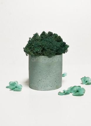 Стабилизированный мох в цветном бетонном кашпо, голубой/бирюзовый