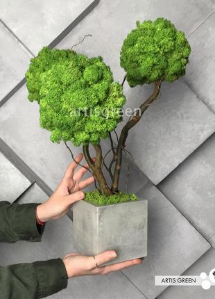 Стабилизированное трехствольное дерево, топиарий из зеленого м...