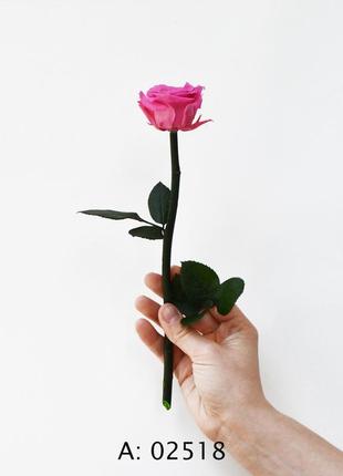 Роза розовая на стебле pink