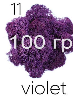 Мох стабилизированный (ягель), фиолетовый 11, 100 грамм