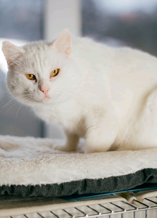 Кефір - красивий білий кіт безкоштовно