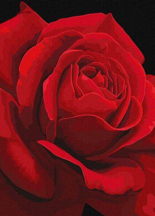 Картина по номерам "Красная роза" ★★★