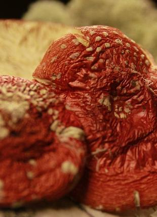 Красный мухомор Сушеные шапочки.(Amanita Muscaria 60