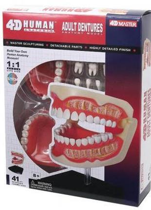 Пазл 4d master объемная анатомическая модель зубной ряд челове...