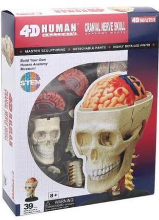 Пазл 4d master объемная анатомическая модель черепно-мозговая ...