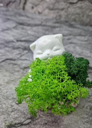Стабилизированный мох кашпо котик декор для дома подарок зелен...
