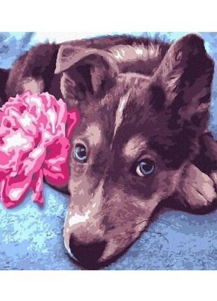 Картина по номерам "Пес с цветком" 40х50 см