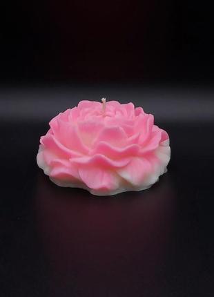 Свеча в форме пиона розово-белого цвета