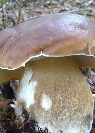 Мицелий Белого гриба дубового (сухой 100гр)