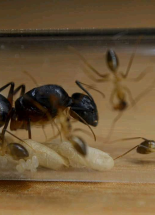 Мурахи для мурашиної ферми. Camponotus fellah
