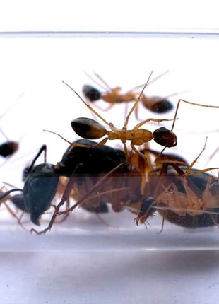 Мурахи для мурашиної ферми. Camponotus thoracicus