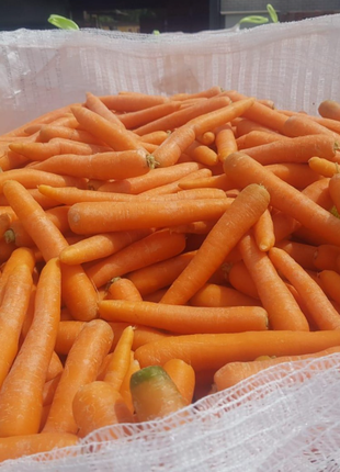 свіжий   морква