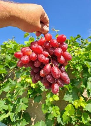 Високоякісні саджанці винограду районованих сортів
