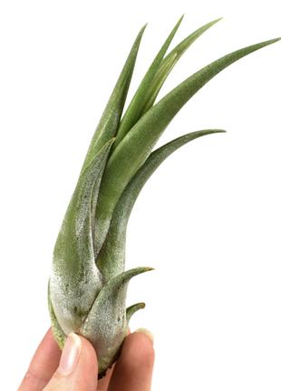 Тилландсия атмосферная Цирсината (Tillandsia Circinata)