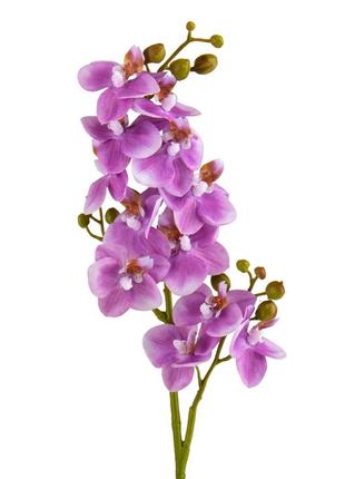 Орхидея "фаленопсис", фиолетовая, 70 см