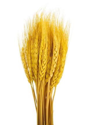Букет из 3 сухоцветов "пшеница", желтая, 60 см