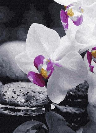 Картина по номерам Brushme Орхидея 40х50см BRM21140 набор для ...