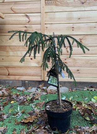 Ель восточная Rovinsky Garden Ауреоспиката Picea orientalis Au...