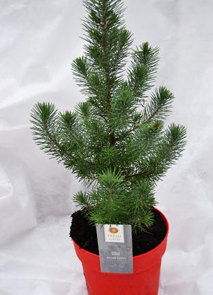 Сосна Rovinsky Garden Pinus Silver Crest 40-45 см