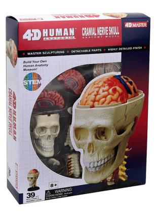 Об'ємна модель 4D Master Черепно-мозкова коробка людини (FM-62...