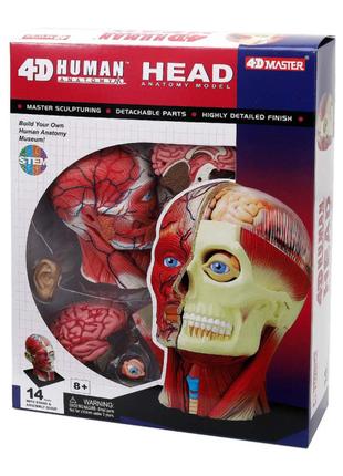 Об'ємна модель 4D Master Голова людини (FM-626103)