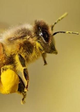 Продам бджолопакети та бджолосім'ї