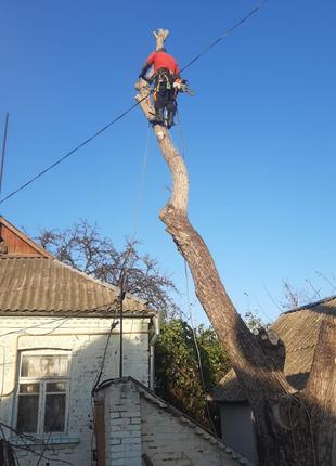 Обрізання та видалення дерев Київ
