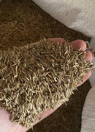 Суміш багаторічних трав для пастбищ оптовая цена от 100 кг