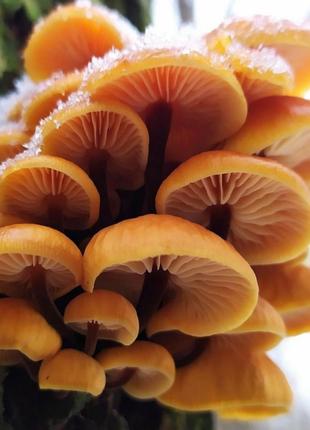 Мицелий грибов Эноки Фламулина, Зимний опенок 1 кг